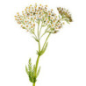 Achillée Millefeuille