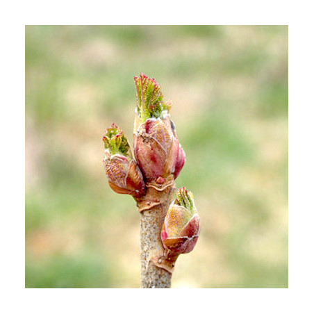 Macérat mère de bourgeons de Cassis