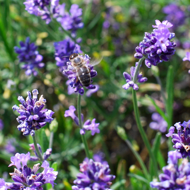 Alcoolature de Lavande officinale (Teinture-mère)