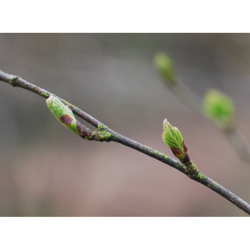Macérat mère de bourgeons de Bouleau verruqueux