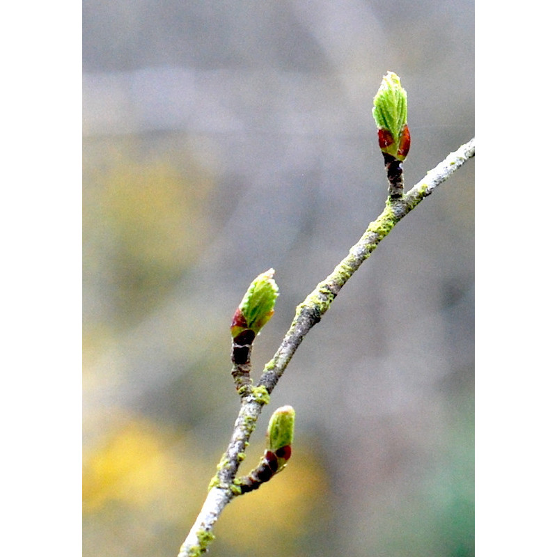 Macérat dilué dynamisé (D1) de bourgeons de Bouleau verruqueux