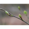 Macérat dilué dynamisé (D1) de bourgeons de Bouleau verruqueux