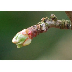 Macérat dilué dynamisé (D1) de bourgeons d'Aubépine