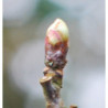 Macérat dilué dynamisé (D1) de bourgeons d'Aubépine