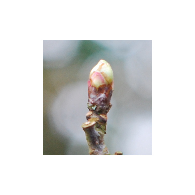 Macérat mère de bourgeons d'Aubépine