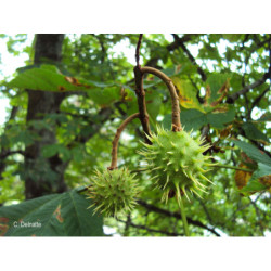 Alcoolature de Marronnier (teinture-mère)