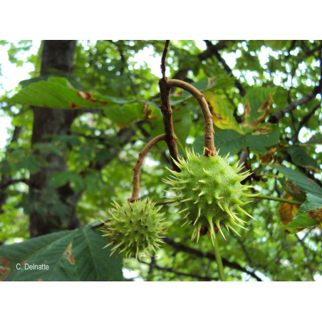 Alcoolature de Marronnier (teinture-mère)