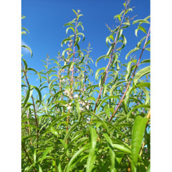 Alcoolature de Verveine citronnée (Teinture-mère)