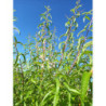 Alcoolature de Verveine citronnée (Teinture-mère)