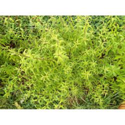 Alcoolature de Verveine citronnée (Teinture-mère)