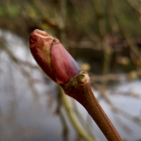 Macérat mère de bourgeons de Platane