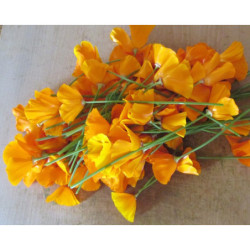  Bouquet de Pavot de Californie frais