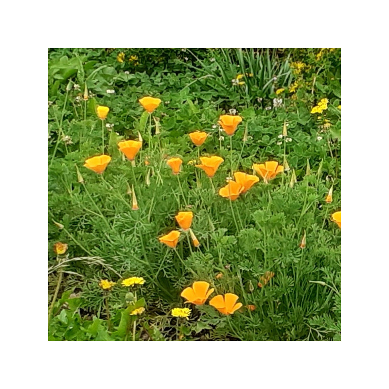 Alcoolature de Pavot de Californie (Teinture-mère)