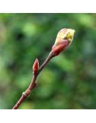 Extraits de bourgeons
